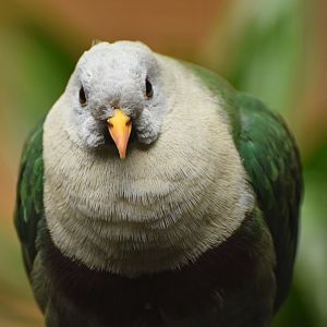 Black-chinned Fruit-Dove Ptilinopus leclancheri