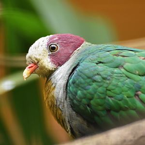 Yellow-breasted Fruit-Dove Ptilinopus occipitalis