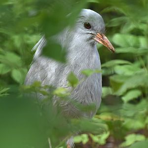 Kagu Rhynochetos jubatus