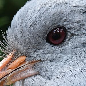 Kagu Rhynochetos jubatus