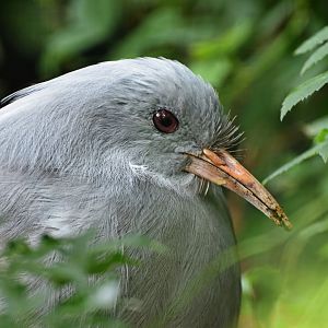 Kagu Rhynochetos jubatus