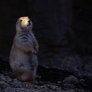 [March 2021] black-tailed prairie dog (Cynomys ludovicianus) sitting up