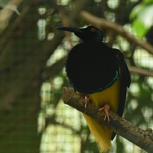 Twelve-wired Bird-of-paradise Seleucidis melanoleucus