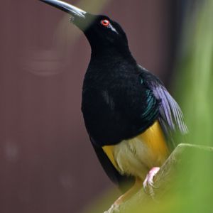 Twelve-wired Bird-of-paradise Seleucidis melanoleucus