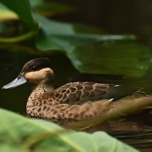 Blue-billed Teal Spatula hottentota