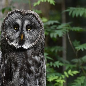 Great Grey Owl Strix nebulosa