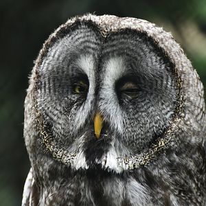 Great Grey Owl Strix nebulosa