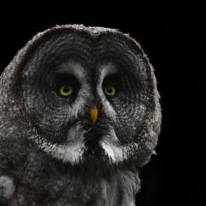 Great Grey Owl Strix nebulosa