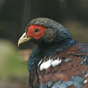 Hume's Pheasant Syrmaticus humiae
