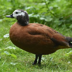 South African Shelduck Tadorna cana
