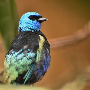 Blue-necked Tanager Stilpnia cyanicollis