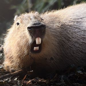 [March 2021] River's Edge- capybara (Hydrochaeris hydrochaeris)