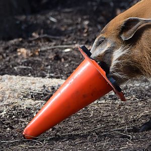 [March 2021] River's Edge- red river hog (Potamochoerus porcus) playing with construction cone