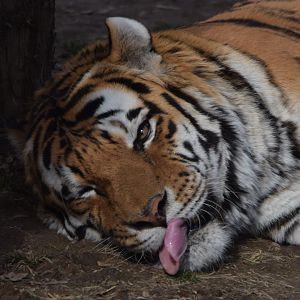 [March 2021] Big Cat Country- Amur tiger (Panthera tigris altaica) sticking tongue out