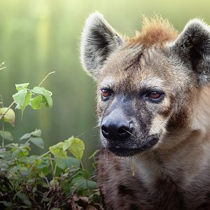 [December 2020] River's Edge- spotted hyena (Crocuta crocuta)