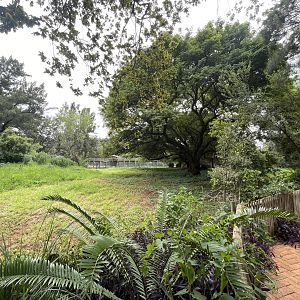 Okapi Enclosure (Okapia Johnstonii)