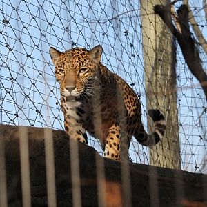 Jaguar (Panthera onca)