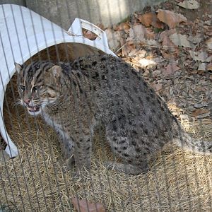 Fishing cat (Prionailurus viverrinus)