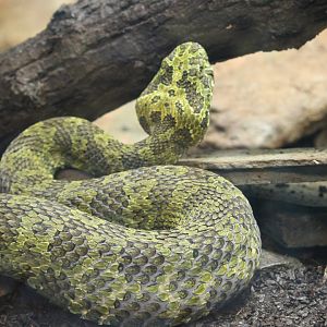Mangshan mountain viper (Protobothrops mangshanensis)