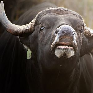 [December 2020] Red Rocks- banteng