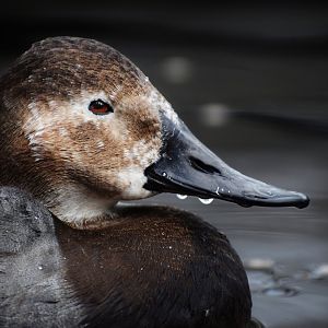 [December 2020] Cypress Swamp- canvasback (Aythya valisineria)