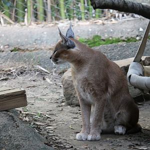 Caracal (Caracal caracal)