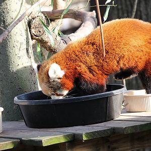 Red Panda (Ailurus fulgens)