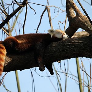 Red Panda Chilling (Ailurus fulgens)
