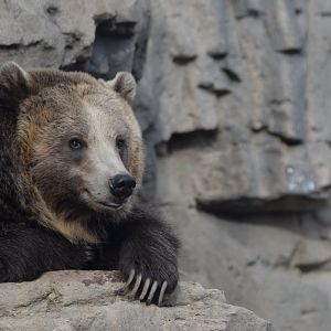 [Grizzly bear] Grizzly Ridge- grizzly bear (Ursus arctos horribilis)