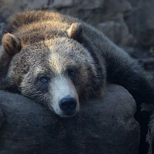 [December 2020] Grizzly Ridge- grizzly bear (Ursus arctos horribilis)