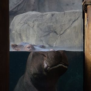[December 2020] River's Edge- Hippopotamus (Hippopotamus amphibius) underwater