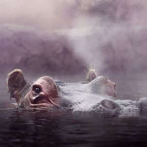 [December 2020] River's Edge- hippopotamus