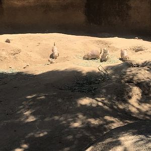 Prairie Dogs