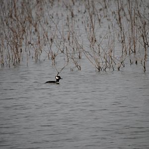 Hooded merganser (Lophodytes cucullatus)