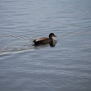Gadwall (Mareca strepera)
