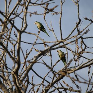 Monk Parakeet (Myiopsitta monachus)