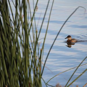 Ruddy duck (Oxyura jamaicensis)