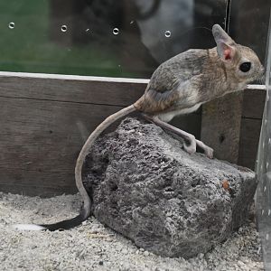 Greater egyptian jerboa