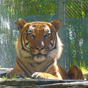 Malayan Tiger (Bashir), Asia: Land of the Tiger - June 2022