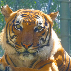 Malayan Tiger (Bashir), Asia: Land of the Tiger - June 2022
