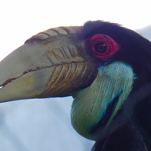 Wreathed Hornbill, Asia: Land of the Tiger - June 2022