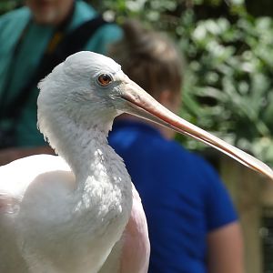 Roseate Spoonbill, South America: Range of the Jaguar - June 2022