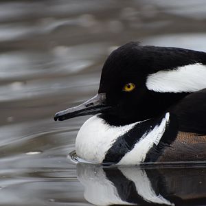 [December 2020] Cypress Swamp- hooded merganser (Lophodytes cucullatus)