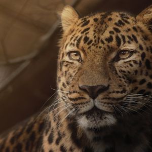 [December 2020] Big Cat Country- Amur leopard (Panthera pardus orientalis) portrait