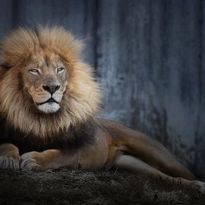 [December 2020] Big Cat Country- lion (Panthera leo) lying