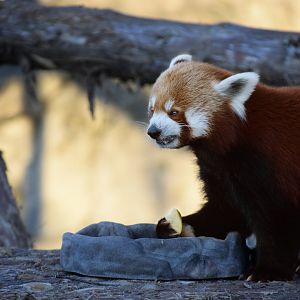 [December 2020] red panda (Ailurus fulgens) eating apple slice