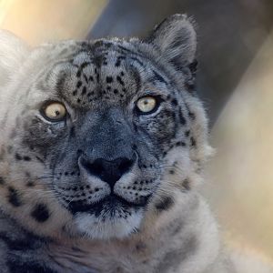 [December 2020] Big Cat Country- snow leopard (Panthera uncia) portrait