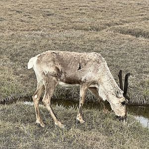 Caribou - Alaska