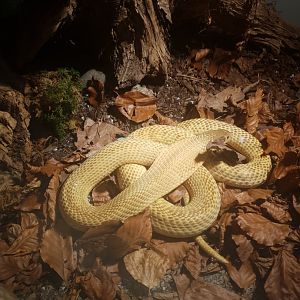 Sumatra spitting cobra