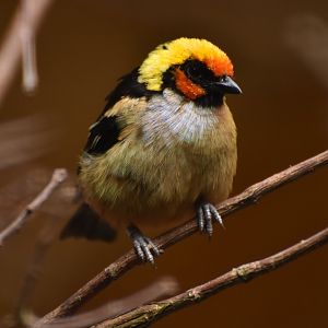 Flame-faced Tanager Tangara parzudakii